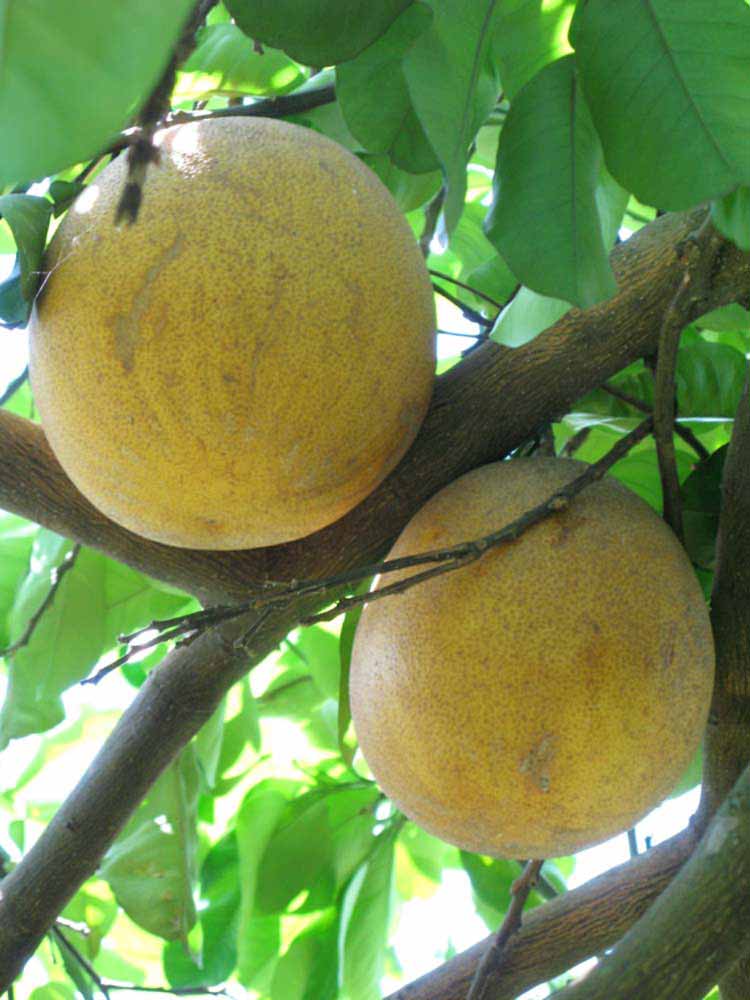            Fruit (Winter Haven, FL)   